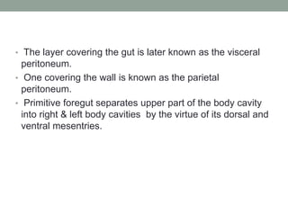 • The layer covering the gut is later known as the visceral
peritoneum.
• One covering the wall is known as the parietal
peritoneum.
• Primitive foregut separates upper part of the body cavity
into right & left body cavities by the virtue of its dorsal and
ventral mesentries.
 