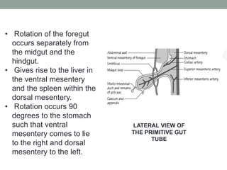 • Rotation of the foregut
occurs separately from
the midgut and the
hindgut.
• Gives rise to the liver in
the ventral mesentery
and the spleen within the
dorsal mesentery.
• Rotation occurs 90
degrees to the stomach
such that ventral
mesentery comes to lie
to the right and dorsal
mesentery to the left.
LATERAL VIEW OF
THE PRIMITIVE GUT
TUBE
 