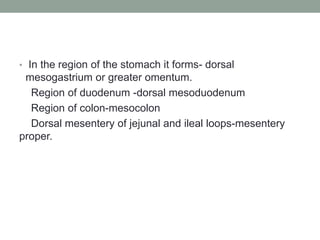 • In the region of the stomach it forms- dorsal
mesogastrium or greater omentum.
Region of duodenum -dorsal mesoduodenum
Region of colon-mesocolon
Dorsal mesentery of jejunal and ileal loops-mesentery
proper.
 