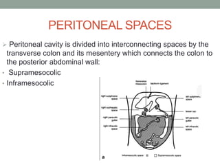 PERITONEAL SPACES
 Peritoneal cavity is divided into interconnecting spaces by the
transverse colon and its mesentery which connects the colon to
the posterior abdominal wall:
• Supramesocolic
• Inframesocolic
 