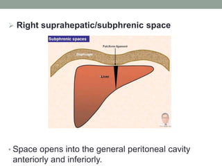 Right suprahepatic/subphrenic space
• Space opens into the general peritoneal cavity
anteriorly and inferiorly.
 