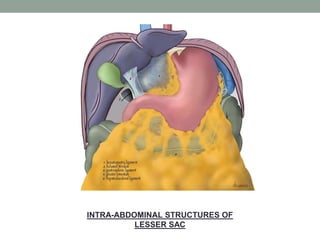 INTRA-ABDOMINAL STRUCTURES OF
LESSER SAC
 