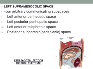  LEFT SUPRAMESOCOLIC SPACE
• Four arbitrary communicating subspaces
i. Left anterior perihepatic space
ii. Left posterior perihepatic space
iii. Left anterior subphrenic space
iv. Posterior subphrenic(perisplenic) space
PARASAGITTAL SECTION
THROUGH THE TRUNK
 