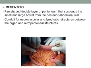  MESENTERY
• Fan shaped double layer of peritoneum that suspends the
small and large bowel from the posterior abdominal wall.
• Conduit for neurovascular and lymphatic structures between
the organ and retroperitoneal structures.
 