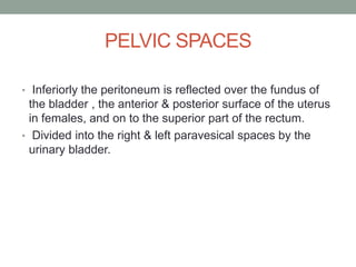 PELVIC SPACES
• Inferiorly the peritoneum is reflected over the fundus of
the bladder , the anterior & posterior surface of the uterus
in females, and on to the superior part of the rectum.
• Divided into the right & left paravesical spaces by the
urinary bladder.
 