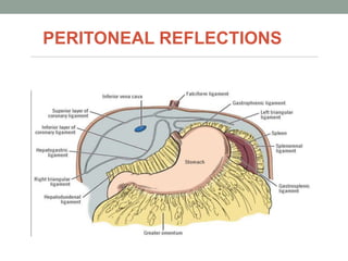 PERITONEAL REFLECTIONS
 