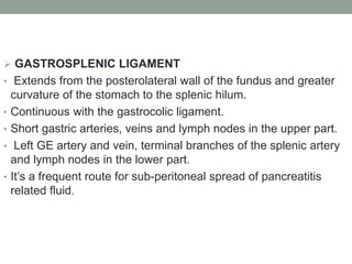  GASTROSPLENIC LIGAMENT
• Extends from the posterolateral wall of the fundus and greater
curvature of the stomach to the splenic hilum.
• Continuous with the gastrocolic ligament.
• Short gastric arteries, veins and lymph nodes in the upper part.
• Left GE artery and vein, terminal branches of the splenic artery
and lymph nodes in the lower part.
• It’s a frequent route for sub-peritoneal spread of pancreatitis
related fluid.
 