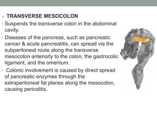 TRANSVERSE MESOCOLON
• Suspends the transverse colon in the abdominal
cavity.
• Diseases of the pancreas, such as pancreatic
cancer & acute pancreatitis, can spread via the
subperitoneal route along the transverse
mesocolon anteriorly to the colon, the gastrocolic
ligament, and the omentum.
• Colonic involvement is caused by direct spread
of pancreatic enzymes through the
extraperitoneal fat planes along the mesocolon,
causing pericolitis.
 