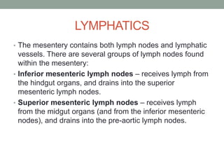LYMPHATICS
• The mesentery contains both lymph nodes and lymphatic
vessels. There are several groups of lymph nodes found
within the mesentery:
• Inferior mesenteric lymph nodes – receives lymph from
the hindgut organs, and drains into the superior
mesenteric lymph nodes.
• Superior mesenteric lymph nodes – receives lymph
from the midgut organs (and from the inferior mesenteric
nodes), and drains into the pre-aortic lymph nodes.
 