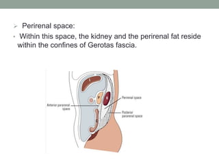  Perirenal space:
• Within this space, the kidney and the perirenal fat reside
within the confines of Gerotas fascia.
 
