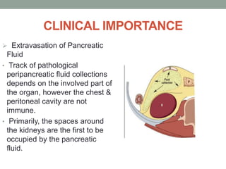 CLINICAL IMPORTANCE
 Extravasation of Pancreatic
Fluid
• Track of pathological
peripancreatic fluid collections
depends on the involved part of
the organ, however the chest &
peritoneal cavity are not
immune.
• Primarily, the spaces around
the kidneys are the first to be
occupied by the pancreatic
fluid.
 