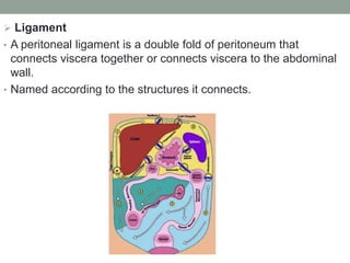  Ligament
• A peritoneal ligament is a double fold of peritoneum that
connects viscera together or connects viscera to the abdominal
wall.
• Named according to the structures it connects.
 