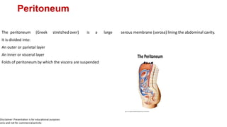 Peritoneum
The peritoneum (Greek stretched over) is a large serous membrane (serosa) lining the abdominal cavity.
It is divided into:
An outer or parietal layer
An inner or visceral layer
Folds of peritoneum by which the viscera are suspended (lect
1
 
