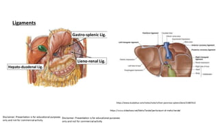 https://www.studyblue.com/notes/note/n/liver-pancreas-spleen/deck/21887610
 