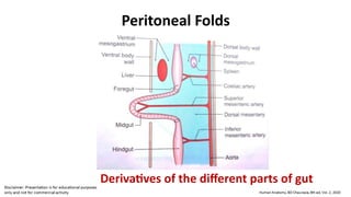Peritoneal Folds
Derivatives of the different parts of gut
 