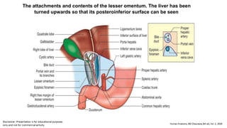 The attachments and contents of the lesser omentum. The liver has been
turned upwards so that its posteroinferior surface can be seen
 