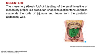 MESENTERY
The mesentery (Greek fold of intestine) of the small intestine or
mesentery proper is a broad, fan-shaped fold of peritoneum which
suspends the coils of jejunum and ileum from the posterior
abdominal wall.
https://www.kenhub.com/en/library/anatomy/mesentery
 