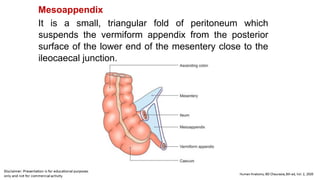 Mesoappendix
It is a small, triangular fold of peritoneum which
suspends the vermiform appendix from the posterior
surface of the lower end of the mesentery close to the
ileocaecal junction.
 