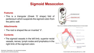 Sigmoid Mesocolon
Features
• This is a triangular (Greek ‘S’ shape) fold of
peritoneum which suspends the sigmoid colon from
the pelvic wall.
Attachments
• The root is shaped like an inverted ‘V’.
Contents
• The sigmoid vessels in the left limb; superior rectal
vessels, nerves, lymph nodes and lymphatics in the
right limb of the sigmoid colon.
 