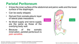 Parietal Peritoneum
• It lines the inner surface of the abdominal and pelvic walls and the lower
surface of the diaphragm.
• Can be easily stripped.
• Derived from somato-pleuric layer
of lateral plate mesoderm.
• Its blood supply and nerve supply
are the same as those of the
overlying body wall.
• Because of the somatic
innervation, parietal peritoneum is
pain sensitive.
 