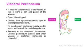 Visceral Peritoneum
• It lines the outer surface of the viscera. In
fact it forms a part and parcel of the
viscera.
• Cannot be stripped.
• Derived from splanchno-pleuric layer of
lateral plate mesoderm.
• Its blood supply and nerve supply are the
same as those of the underlying viscera.
• Because of the autonomic innervation,
visceral peritoneum evokes pain when
viscera is stretched, ischaemic or
distended.
 