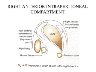 Anatomy of peritoneum with applied aspects. | PPTX