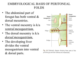 Anatomy of peritoneum with applied aspects. | PPTX
