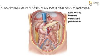 The entire Peritoneum Anatomy and applied | PPTX