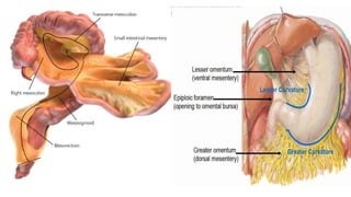 peritoneum pdf . education and pptx..... | PPTX