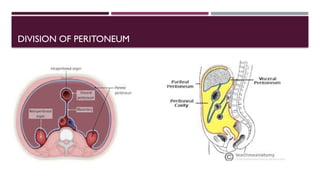 peritoneum pdf . education and pptx..... | PPTX