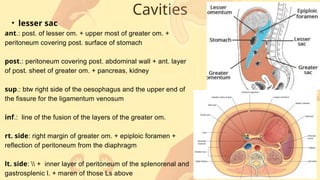Comprehensive Overview of the Peritoneum: Anatomy, Reflections, and ...