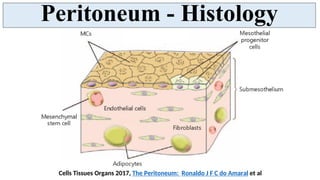Peritoneum Serous Membranous Lining Of Abdominal Cavity PDF peritoneum-serous-membranous-lining-of-abdominal-cavity-pdf