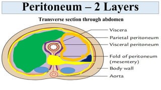 Peritoneum - serous membranous lining of abdominal cavity | PDF