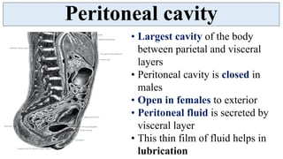 Peritoneum - serous membranous lining of abdominal cavity | PDF