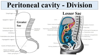 Lesser Sac Collection Peritoneum - serous membranous lining of abdominal cavity | PDF