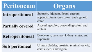 Peritoneum - serous membranous lining of abdominal cavity | PDF
