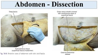 Peritoneum - serous membranous lining of abdominal cavity | PDF