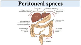 Peritoneum - serous membranous lining of abdominal cavity | PDF