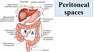 Peritoneum - serous membranous lining of abdominal cavity | PDF