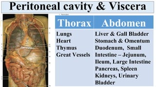 Peritoneum - serous membranous lining of abdominal cavity | PDF