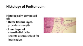Peritoneum structure And Function Anatomy PPTX