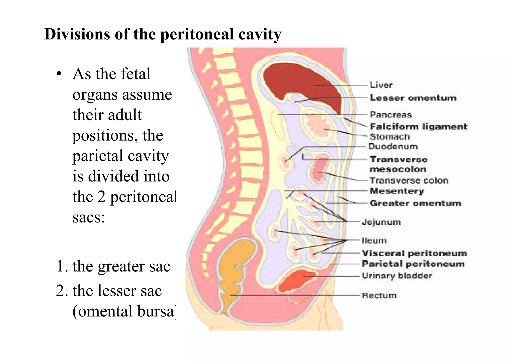 Divisions of the peritoneal cavity

 • As the fetal
   organs assume
   their adult
   positions, the
   parietal cavity
   is divided into
   the 2 peritoneal
   sacs:

 1. the greater sac
 2. the lesser sac
    (omental bursa)
 