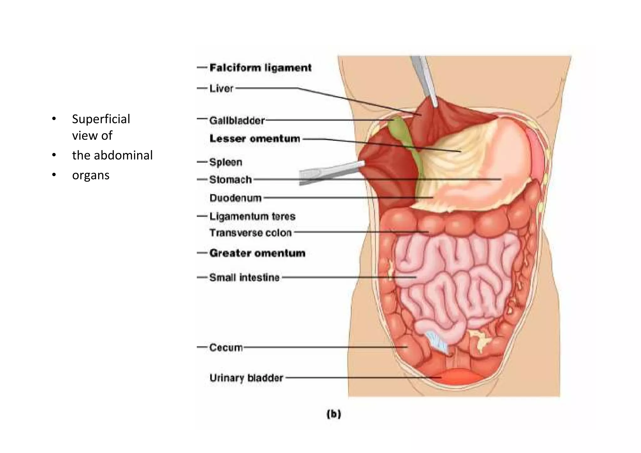 •   Superficial
    view of
•   the abdominal
•   organs
 