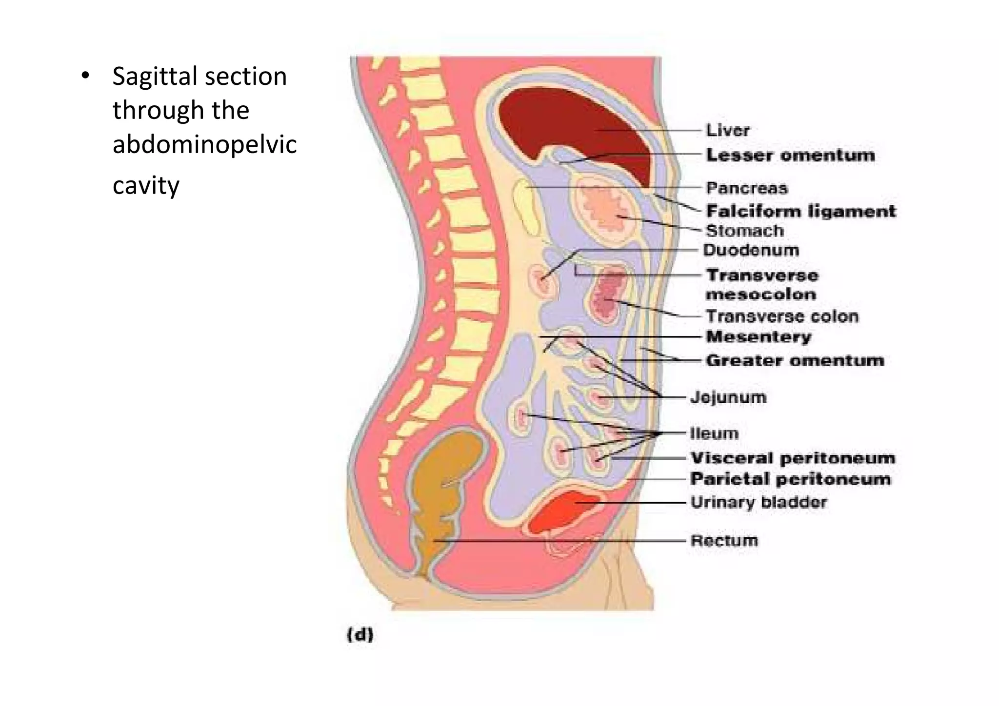 • Sagittal section
  through the
  abdominopelvic
  cavity
 
