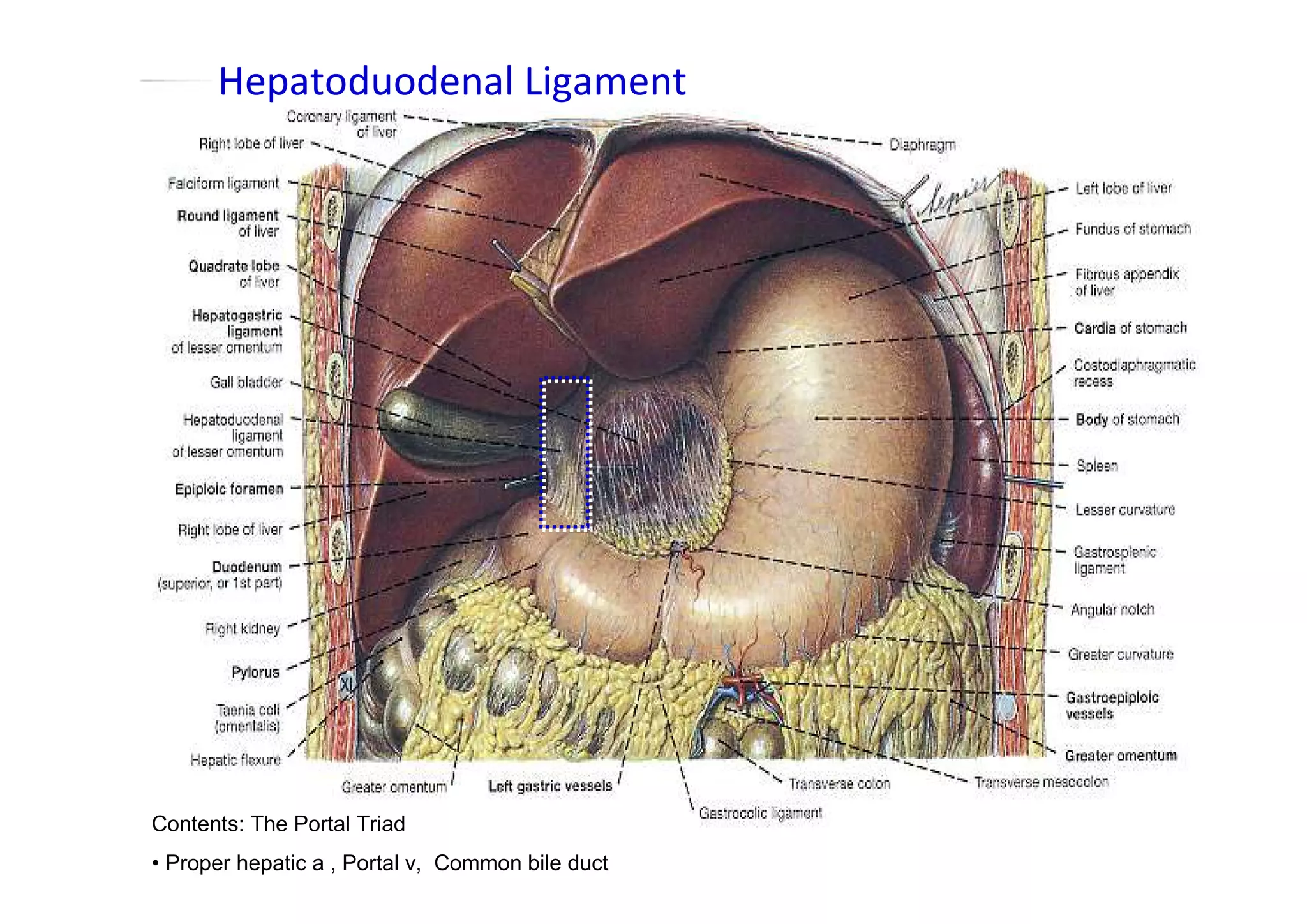 Hepatoduodenal Ligament




Contents: The Portal Triad
• Proper hepatic a , Portal v, Common bile duct
 