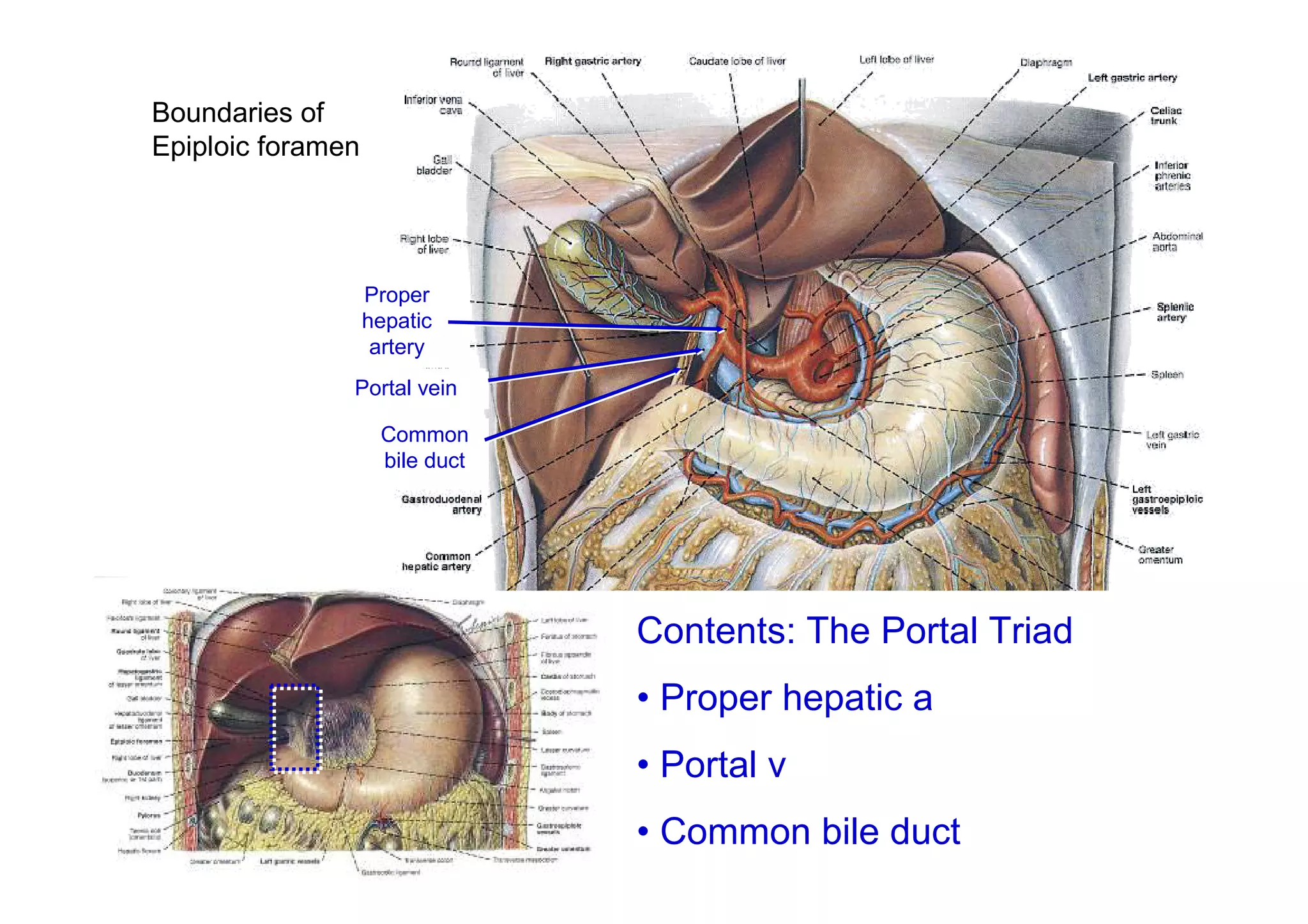Boundaries of
Epiploic foramen




                   Proper
                   Proper
                   hepatic
                   hepatic
                    artery
                    artery
               Portal vein
               Portal vein
                    Common
                    Common
                    bile duct
                    bile duct




                                Contents: The Portal Triad
                                • Proper hepatic a
                                • Portal v
                                • Common bile duct
 