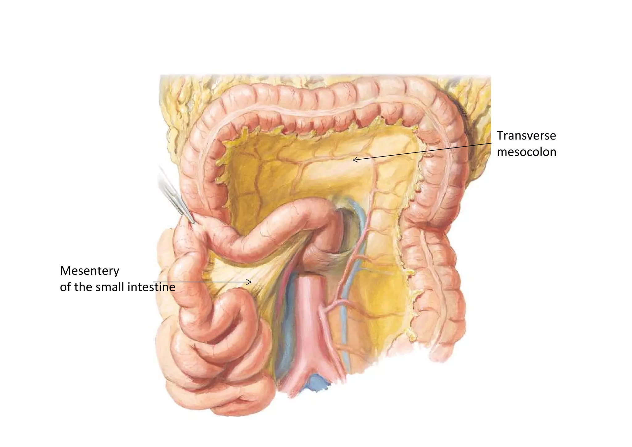 Transverse
                         mesocolon




Mesentery
of the small intestine
 