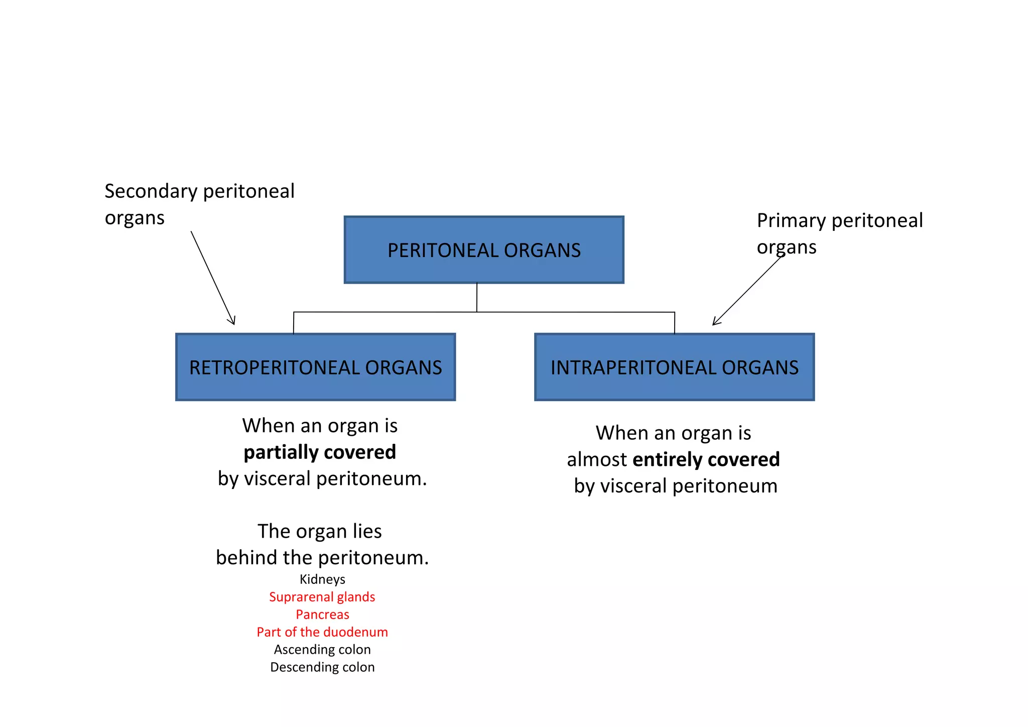 Secondary peritoneal
organs                                                               Primary peritoneal
                                  PERITONEAL ORGANS                  organs




        RETROPERITONEAL ORGANS                  INTRAPERITONEAL ORGANS

              When an organ is                      When an organ is
              partially covered                  almost entirely covered
           by visceral peritoneum.                by visceral peritoneum

               The organ lies
           behind the peritoneum.
                       Kidneys
                 Suprarenal glands
                      Pancreas
               Part of the duodenum
                  Ascending colon
                 Descending colon
 