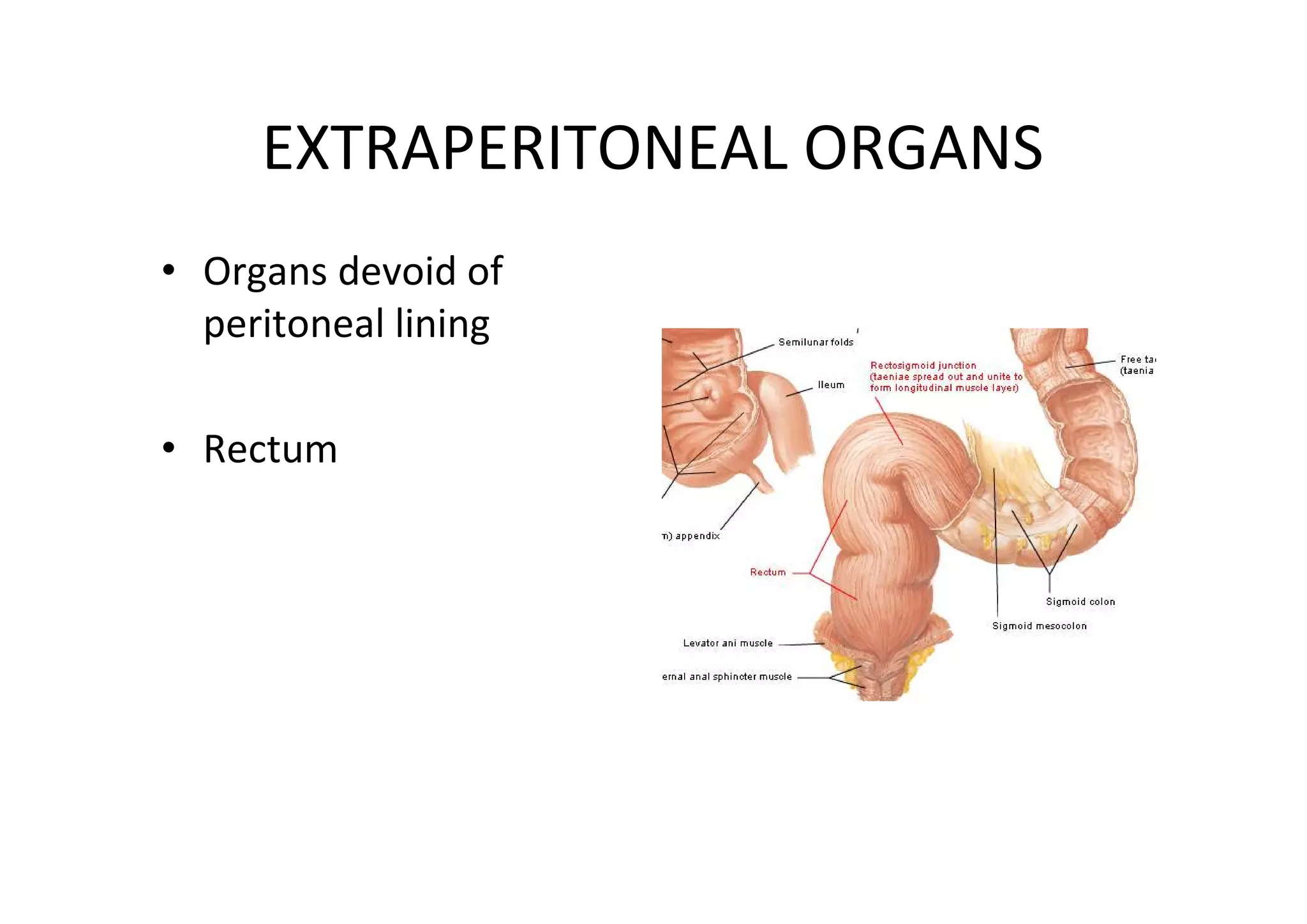 EXTRAPERITONEAL ORGANS
• Organs devoid of
  peritoneal lining

• Rectum
 