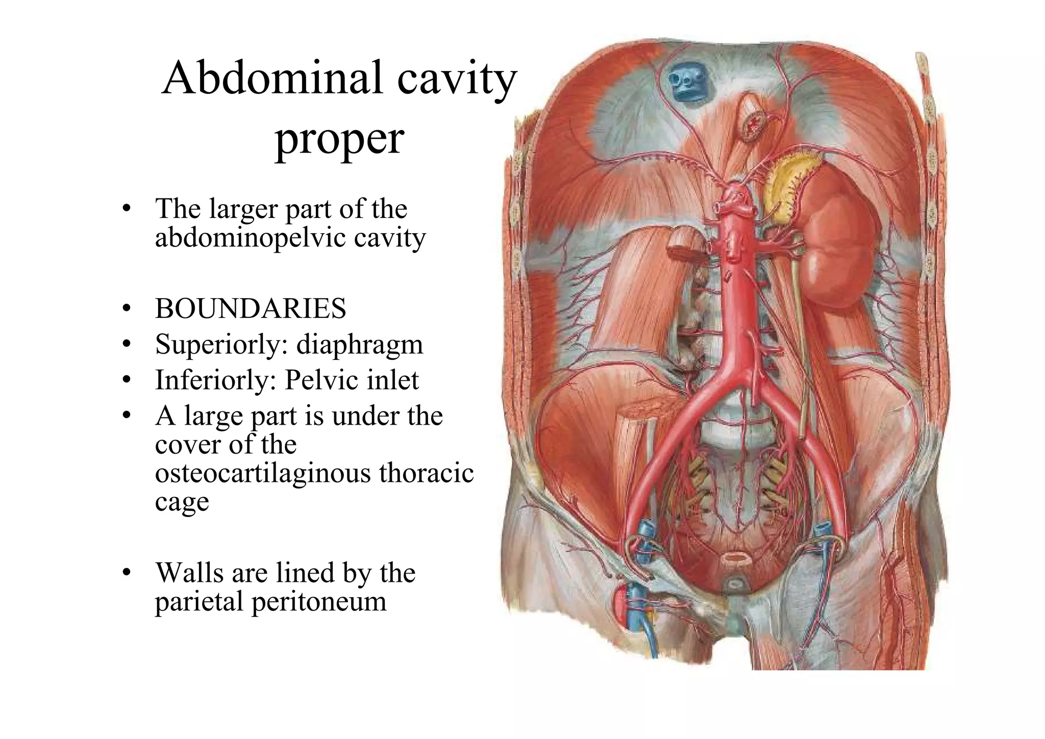 Abdominal cavity
        proper
• The larger part of the
  abdominopelvic cavity

•   BOUNDARIES
•   Superiorly: diaphragm
•   Inferiorly: Pelvic inlet
•   A large part is under the
    cover of the
    osteocartilaginous thoracic
    cage

• Walls are lined by the
  parietal peritoneum
 